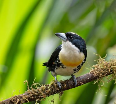 Black-spotted Barbet.
