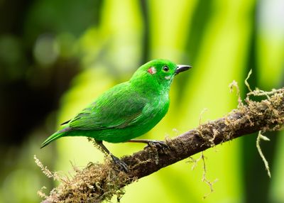 Glistening-green Tanager