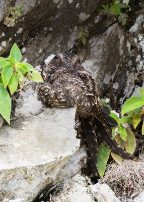 Lyre-tailed Nightjar.