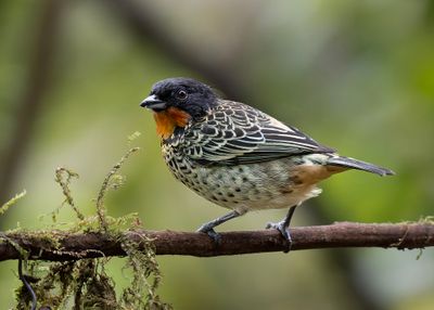 Rufous-throated Tanager