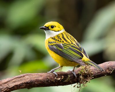 Silver-throated Tanager