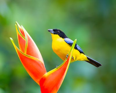 Blue-winged Mountain Tanager.