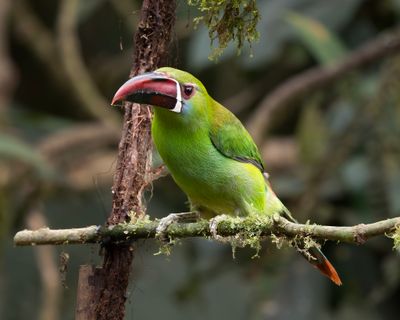 Crimson-rumped Toucanet.