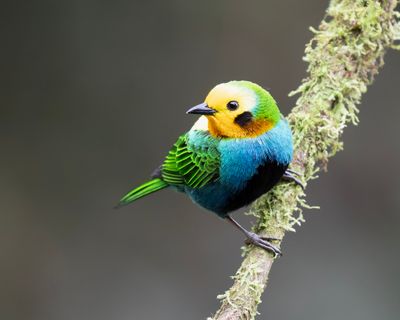 Multicolored Tanager.