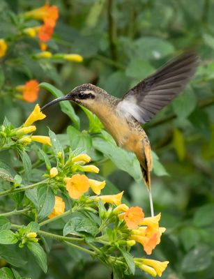 Tawny-billed Hermit.