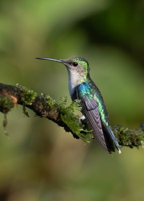 Crowned Woodnyph
