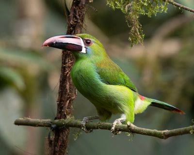 Crimson-rumped Toucanet