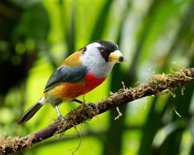 Toucan Barbet
