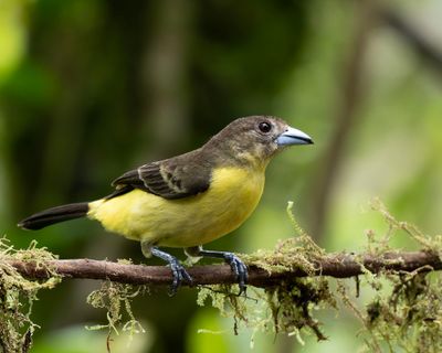 Lemon-rumped Tanager