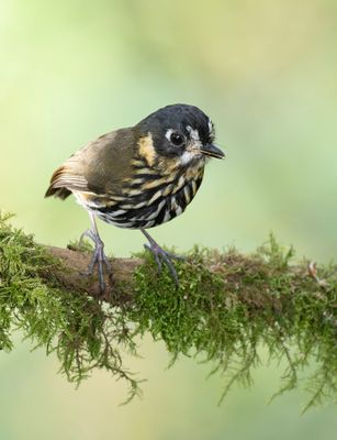 Crescent-faced Antpitta.