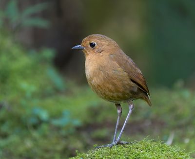 Equatorial Antpitta