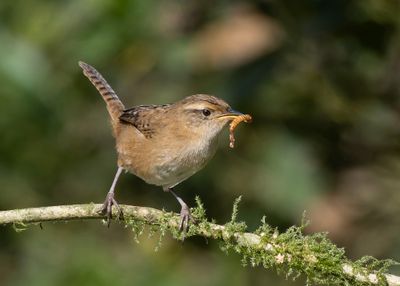 Grass Wren.