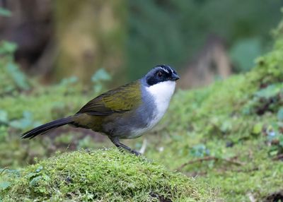 Gray-brown Brushfinch.