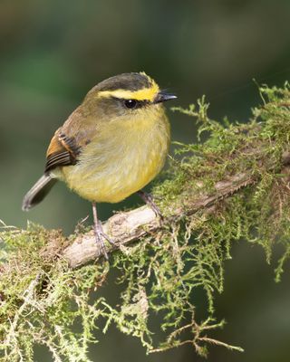 Yellow-bellied chat-Tyrant.