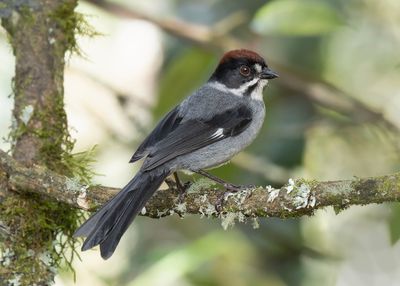 Northern Slaty Brushfinch, male.
