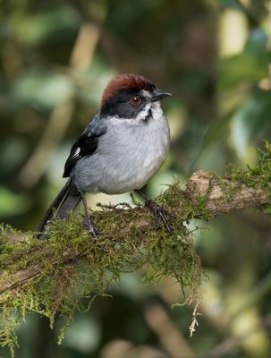 Northern Slaty Brushfinch.