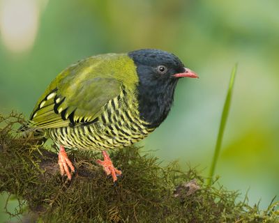 Barred Fruiteater
