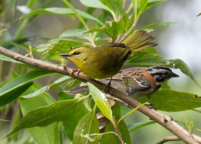 Black-crested Warbler.