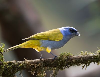 Blue-capped Tanager.