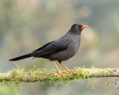 Great Thrush