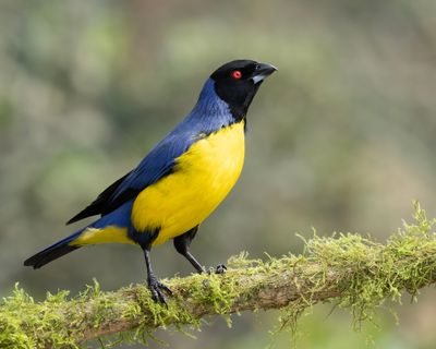 Hooded Mountain Tanager