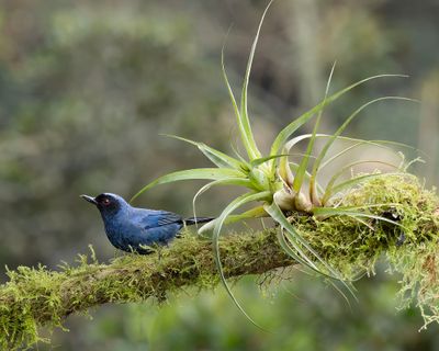 Masked Flowerpiercer