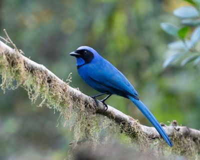 Black-collard Jay