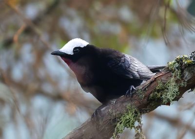 White-capped Tanager