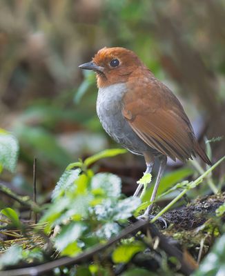 Bicolored Antpitta