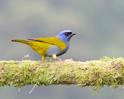 Blue-capped Tanager