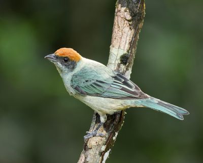Scrub Tanager.