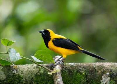Yellow-backed Oriole