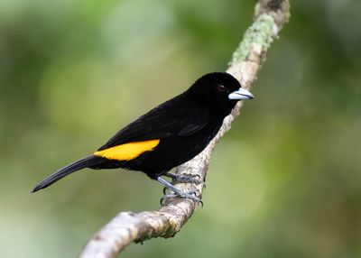 Lemon-rumped Tanager