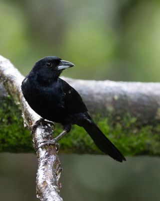 White-lined Tanager
