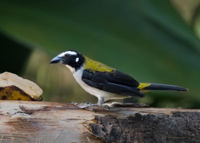 Blac-winged Saltator