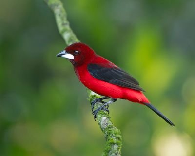 Crimson-backed Tanager.