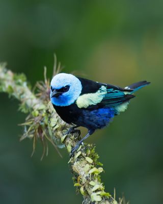 Blue-necked Tanager