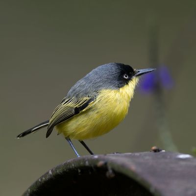 Common Tody-Flycatcher.