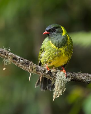Green-and-black Fruiteater