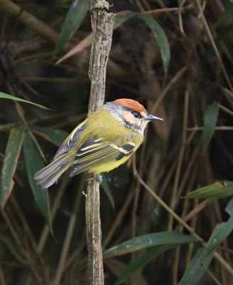 Rufous-crowned Tody-Flycatcher