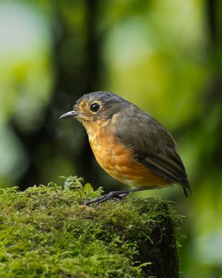 Slate-crowned Antpitta.