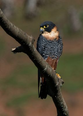 Bat Falcon