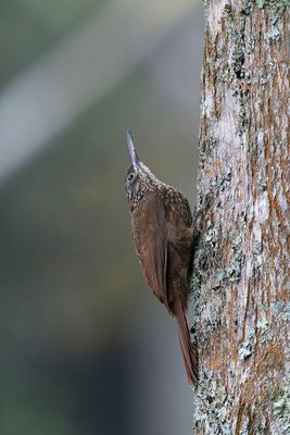 Montane Woodcreeper