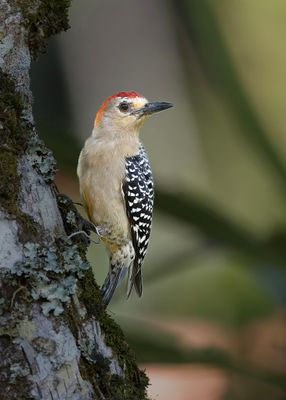 Red-crowned Woodpecker
