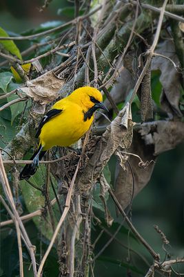 Yellow Oriole.