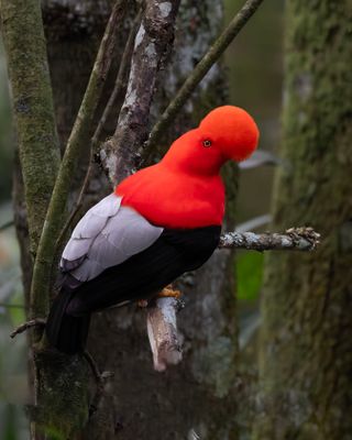 Cock-of-the-Rock.