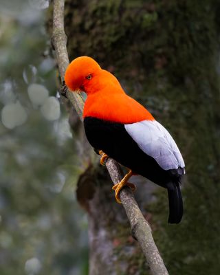 Cock-of-the-Rock