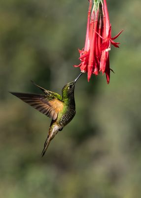 Buff-tailed Cornet.