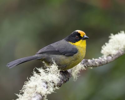 Pale-naped Brushfinch.