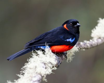 Scarlet-bellied Mountain Tanager